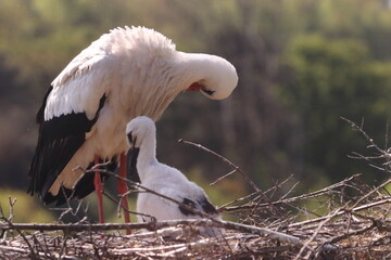 Canvas Print - stork