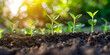 © Ad - Close Up of Young Green Seedlings Emerging From Rich Brown Soil Illuminated
