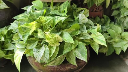 Wall Mural -  colored ivy in a pot