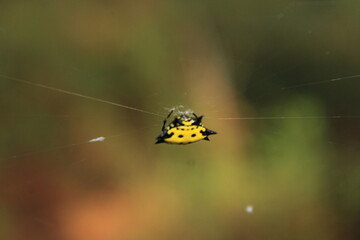 spider on the web