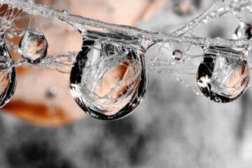 Close-up of dew drops on spider web reflecting nature's intricate details