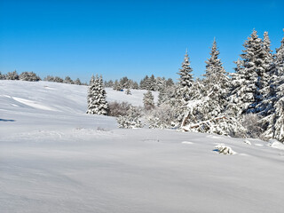 Wall Mural - Winter Landscape of Vitosha Mountain, Bulgaria