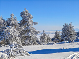 Wall Mural - Winter Landscape of Vitosha Mountain, Bulgaria