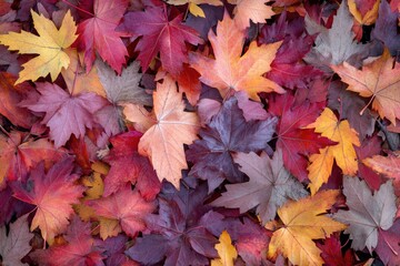 Wall Mural - Foliage in the park. Autumn fall leaves of maple trees. Autumn fall leaves in sunlight. Natural autumn background. Autumnal background. Foliage, falling leaves background. Autumn leaf. Autumnal mood.