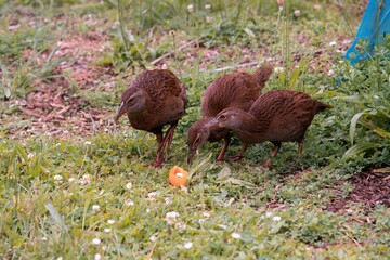 Young Weka Birds Eating Fruit on the Lawn – Wildlife in Nature