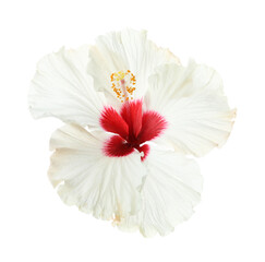 Wall Mural - Beautiful tropical hibiscus flower isolated on white