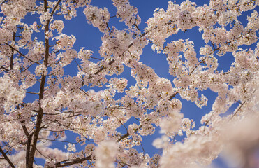 Wall Mural - Pear blossom. Cherry tree blossom. White and pink plum tree blossoms in early spring, nature flowers background. Spring branch covered with white flowers. Blooming branch for spring design background.