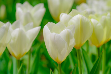 Wall Mural - Tulips in a vibrant spring field in the Netherlands. Blooming spring flowers. Tulips flower in garden. Spring flowers blooming in the garden. Field of tulips. Spring flowers.