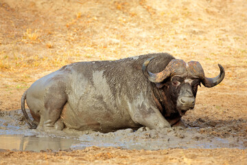 Wall Mural - an african buffalo (syncerus caffer) bull in a muddy waterhole, sabie sand nature reserve, south afr