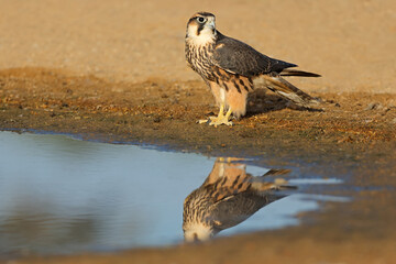 Wall Mural - a lanner falcon (falco biarmicus) at a waterhole, kalahari desert, south africa.