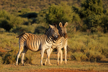 Wall Mural - two plains zebras (equus burchelli) in late afternoon light, mokala national park, south africa.