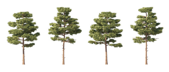 Fototapete - Realistic greenery forest trees on transparent backgrounds. 3d rendering. png format