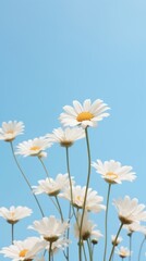 Wall Mural - Daisy sky outdoors blossom.