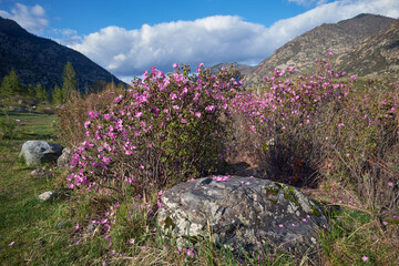 Wall Mural - Rhododendron dauricum flowers. On background are Altai mountains and blue sky. with clouds