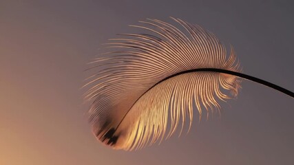 Poster - Close-up of a feather against a warm sunset background, soft textures and gentle curves. Nature and tranquility concept