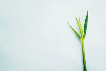 Aufkleber - Minimalist Fresh Green Grass Blade Against Pale Blue Background for Nature and Simplicity