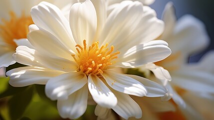 Poster - close-up view of delicate white flower petals with vibrant yellow center under natural light in a so