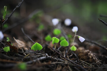 Poster - Close-up of Delicate Wildflowers with Fresh Green Leaves Amidst Forest Underbrush