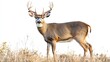 © Jersco - A majestic buck deer with impressive antlers, standing tall and looking forward, isolated with a clipping path on a white background