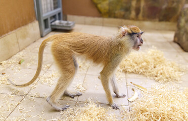 Wall Mural - A monkey is standing on a floor with a pile of hay