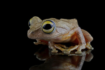 Wall Mural - rhacophorus margaritifer or java flying frog on reflection, javan flying frog closeup, indonesian tr