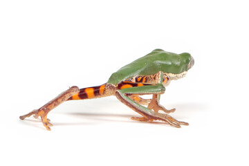 Wall Mural - phyllomedusa hypochondrialis closeup on white background, northern orange-legged leaf frog or tiger-