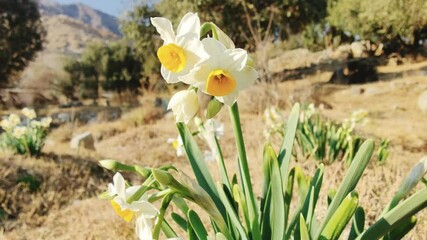 Wall Mural - Daffodil, Chinese Scared Lilyor Narcissus tazetta beautiful white flowers