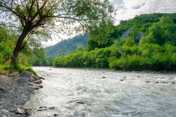 Wall Mural - river flows through the valley in carpathian mountains. natural environment. shallow water reveals s