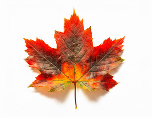 Red maple leaf isolated on white