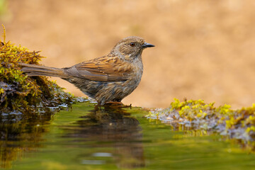 Wall Mural - Dunnock came for water