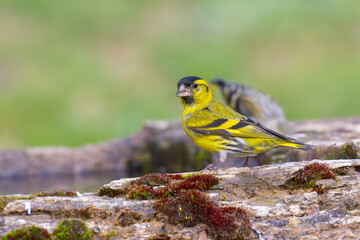 Wall Mural - Eurasian Siskin came for water