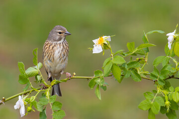 Wall Mural - Common Linnet on a branch