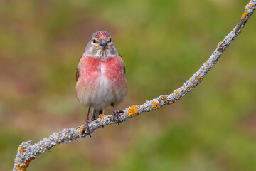 Wall Mural - Common Linnet on a branch