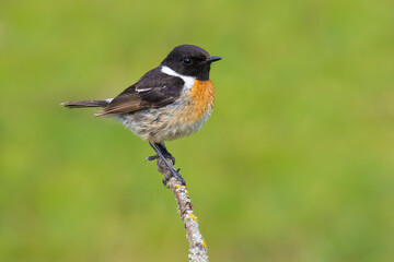 Wall Mural - European Stonechat on a branch