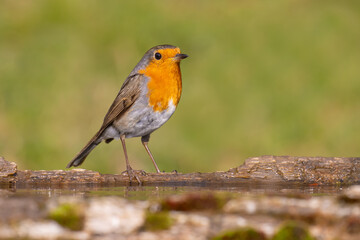 Wall Mural - European Robin came for water