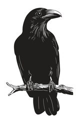 Big black raven sitting on a dry tree branch. Vector drawing of a bird isolated on a white background.