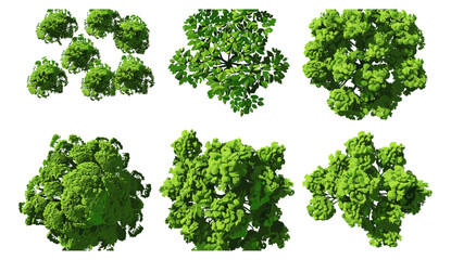 Jungle trees aerial view for landscape, 3d render PNG file, transparent background, nature, tropical forest, green jungle, 3d environment, foliage, exotic trees, landscape design, wild nature.