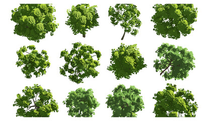 aerial top view jungle trees landscape, 3d render png file, transparent background, forest, nature, 