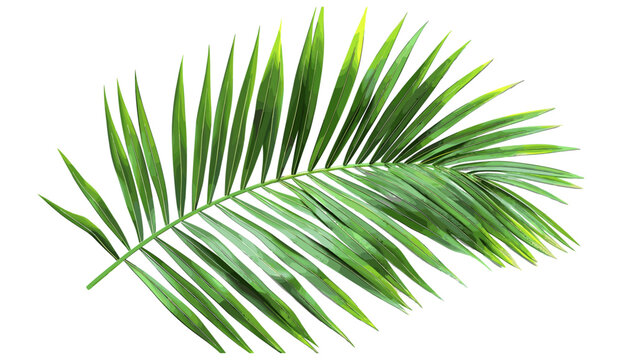 Tropical palm foliage 3d rendering, vector illustration, transparent background, green palm leaves, cut-out, tropical plants, exotic greenery, nature design, summer foliage, palm fronds