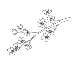 Branch of blooming cherry blossoms in doodle sketch style, contour hand drawing, isolated on white background. Spring sakura.