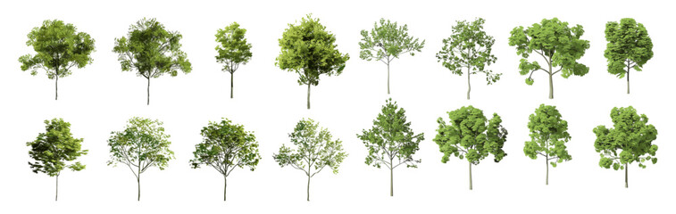 realistic vector illustration of outdoor trees shapes, cutout backgrounds, png, nature, forest, leaf