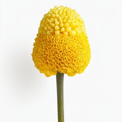 Canvas Print - Bright Yellow Flower Head with Unique Textured Bloom and Green Stem Isolated on Soft White Background