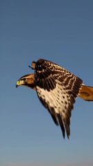 Poster - A majestic hawk gliding over a sunlit desert, with its wings gracefully adjusting to the wind currents