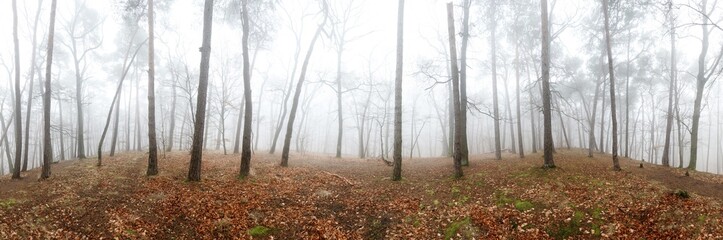 Wall Mural - Beautiful pine forest at foggy sunrise. Tree trunks and cold mist