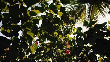 Poster - Lush tropical leaves and vibrant hibiscus flowers, illuminated by warm golden sunlight filtering through the dense jungle canopy