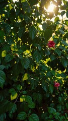 Poster - Lush tropical leaves and vibrant hibiscus flowers, illuminated by warm golden sunlight filtering through the dense jungle canopy