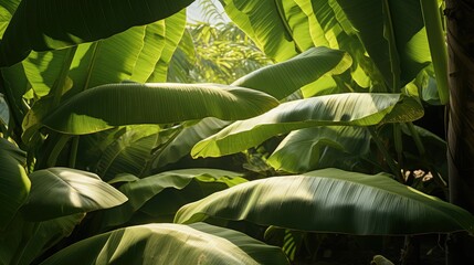 shadows banana trees
