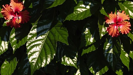 Poster - Lush tropical leaves and vibrant hibiscus flowers, illuminated by warm golden sunlight filtering through the dense jungle canopy