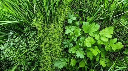 Aufkleber - Lush greenery with distinct green sections in nature outdoors plant life vibrant environment aerial view division concept