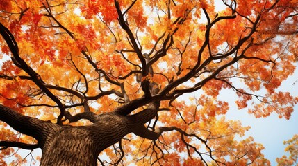 Wall Mural - autumn tree top down